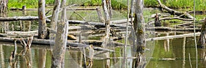 Biotope with tree stumps in the water