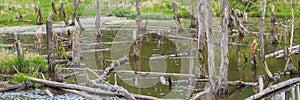 Biotope with tree stumps in the water photo