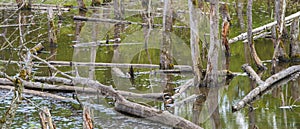 Biotope with tree stumps in water