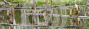 Biotope with tree stumps in water
