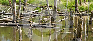 Biotope with tree stumps in the water