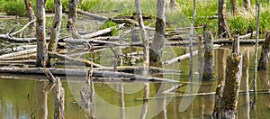Biotope with tree stumps in the water photo