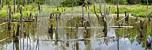Biotope with tree stumps in the water