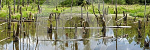 Biotope with tree stumps in the water photo