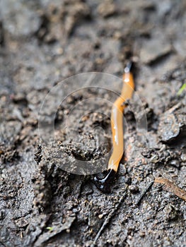 Bipalium Kewense Crawling on The Earth