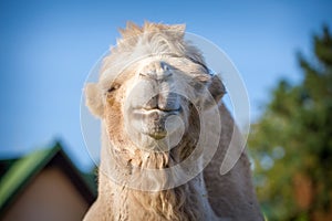 Bipedal camel portrait in nature