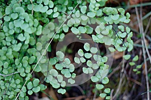 ADIANTUM JORDANII LEAF - RED ROCK CP MRCA - 030421 B photo