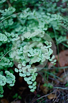 ADIANTUM JORDANII LEAF - RED ROCK CP MRCA - 030421 D photo