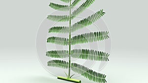 Bipinnate photo