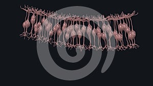 A bipolar neuron, or bipolar cell, is a type of neuron that has two extensions (one axon and one dendrite)