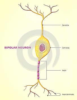 A bipolar neuron, or bipolar cell, is a type of neuron that has two extensions (one axon and one dendrite)