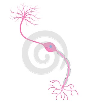 Bipolar neuron cell