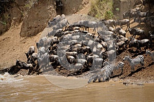 Bir group of animals drinking water on the shore of a lake