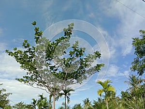 Birah tree with clear sky in the country side