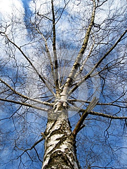 The birch 1