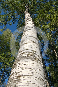 Birch