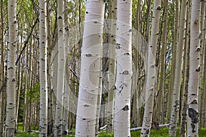 Birch photo