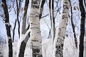 Birch