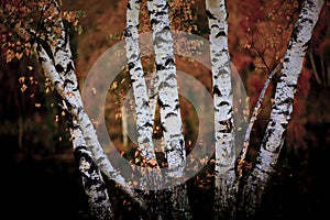 Birch photo