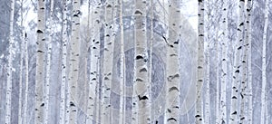 Birch photo