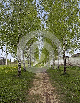 Birch Alley