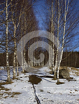 Birch alley in early spring