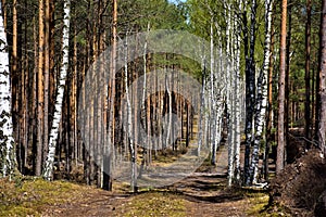 Birch alley in the forest