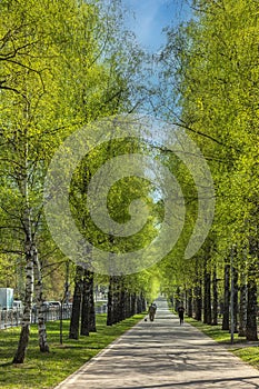 Birch alley in spring in city with people walking around. atmosphere of springtime, first greenery