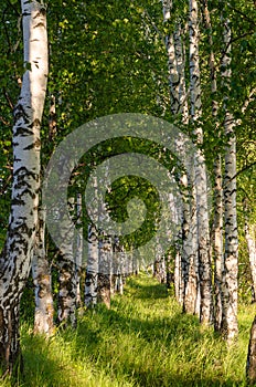 Birch alley at sunset. Vertical background