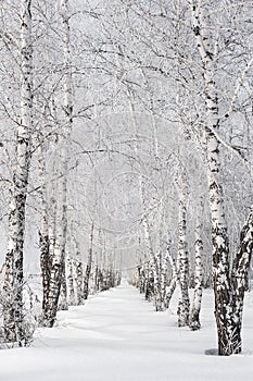 Birch alley in winter