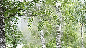 birch Altay mountains