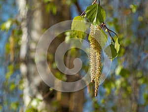 Birch with aments - catkins