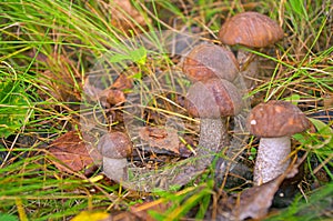 Birch aspen mushrooms