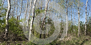 Birch or Aspen Trees Panoramic, Panorama, Banner