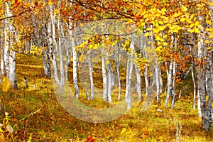 Birch in the autumn