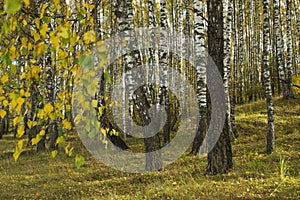 Birch in the autumn forest in October