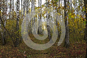 Birch in the autumn forest in October
