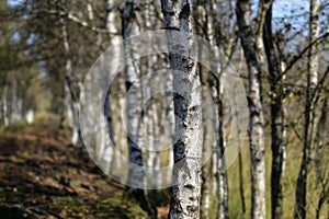 Birch avenue in the moor