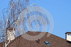 Birch on a background of the house roof