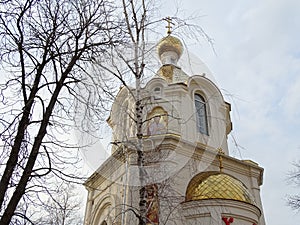 Birch on a background of a new chapel in the center of the city of Krasnodar