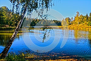 Birch On the Bank of the Vorya river in Abramtsevo estate, Moscow region, Russi photo