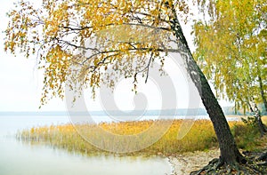 Birch on the bank of wood lake