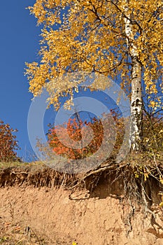 Birch with bare roots in autumn