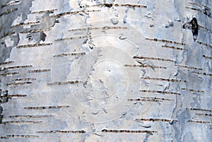 Birch bark