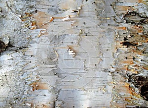 Birch Bark