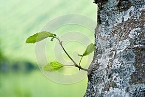 Birch bark