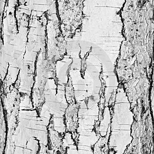 Birch bark