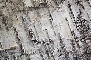 Birch bark