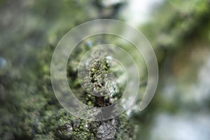 Birch bark background blured in soft focus at high