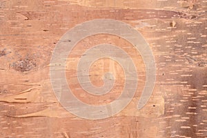 Birch Bark Background